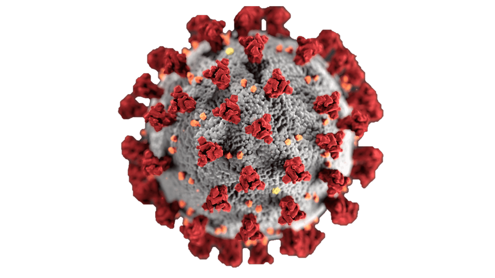 Covid 19 Virus